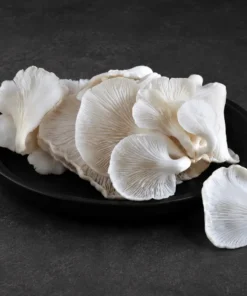 Oyster Mushroom