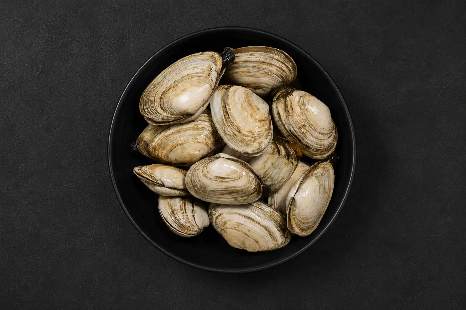Clam
